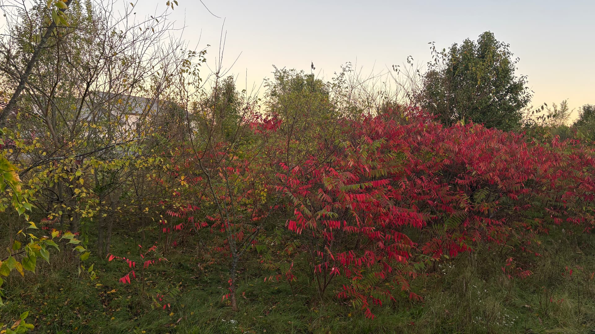 Unwanted woody vegetation and dense brush before clearing