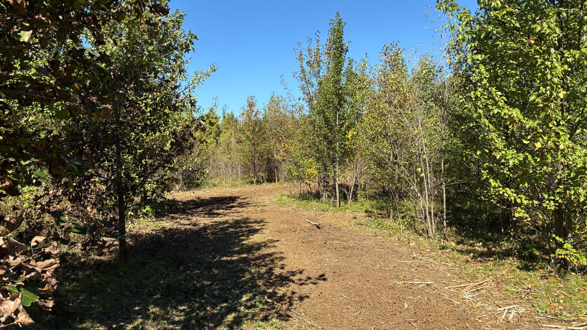 After: same trail mulched and widened into a clear path of shredded wood chips